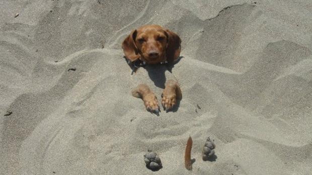 Cinco playas canarias donde tu perro puede darse un chapuzón