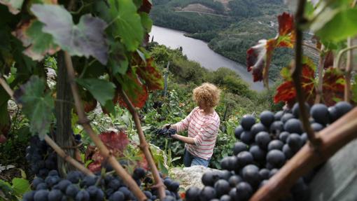 Viñedos en la Ribeira Sacra