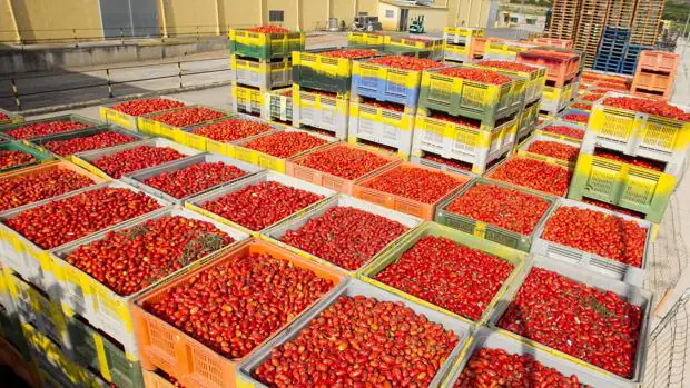 Imagen de los 160.000 kilos de tomates