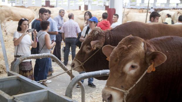 Las cabezas de ganado están presentes durante toda la Feria