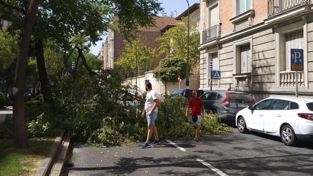 Imagen de la rama que cayó en la calle Juan Bravo el miércoles