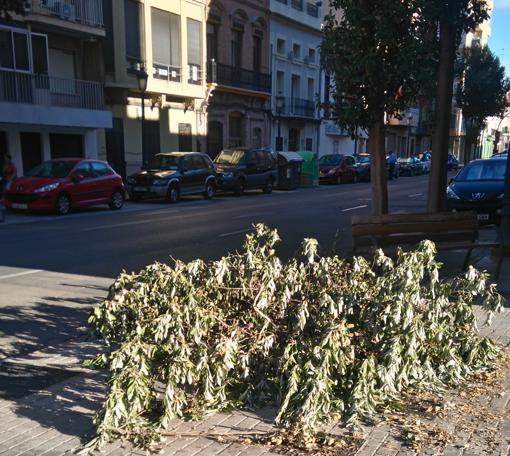 Imagen del mismo árbol de la calle Reina tomada este viernes