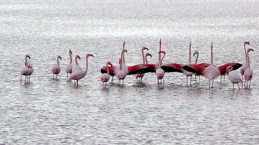 Flamencos en el parque natural de las Salinas de Santa Pola