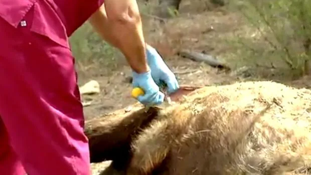 Un investigador inspecciona uno de los bisontes decapitados