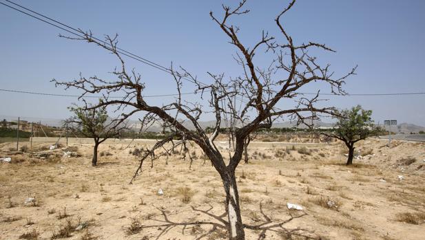 Imagen de los efectos de la sequía en la provincia de Alicante