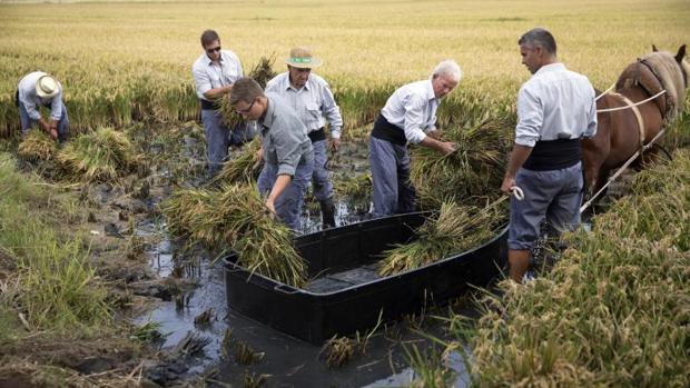 Un momento de la siega del arroz en La Albufera, este domingo