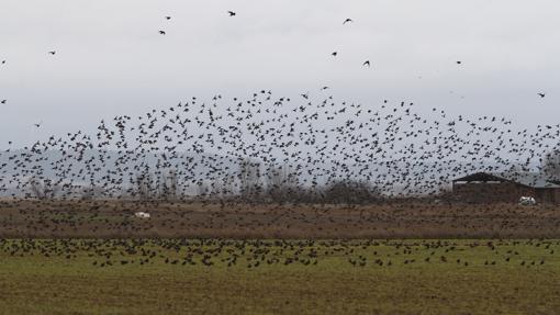 Es fácil de ver bandadas de estorninos en la Laguna de la Nava