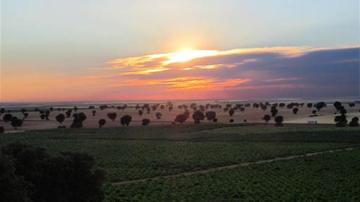 Viñedos de Bodegas Barreda