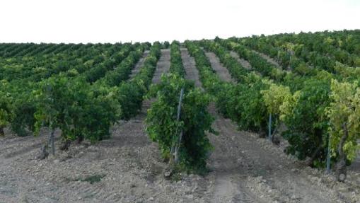 Viñedo de Bodegas Verdúguez