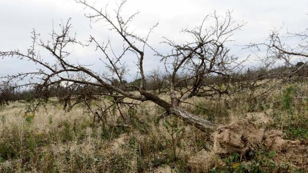 Árbol muerto por la sequía en la zona del Campo de Elche