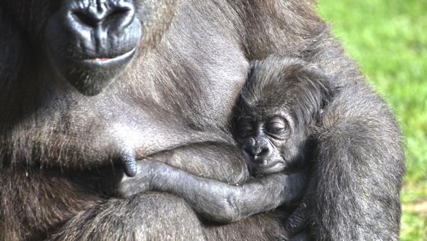 Vídeo: así es el gorila bebé de Bioparc Valencia