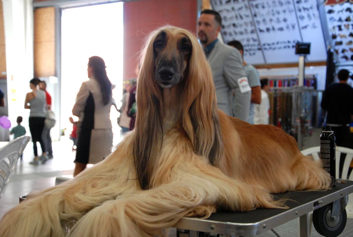 Un galgo afgano posa para la cámara