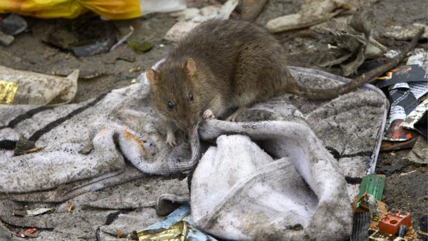 Una rata roe un pedazo de tela, en mitad de la basura
