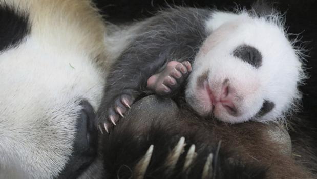 La cría de oso panda nacida el pasado 30 de agosto en el Zoo de Madrid