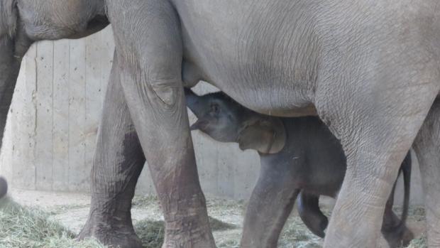 Los nacimientos más impactantes del Zoo de Madrid