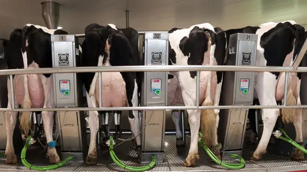 Vacas de granja, durante el proceso diario de extracción de leche