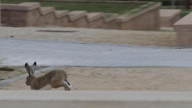 Un conejo corre por un parque público