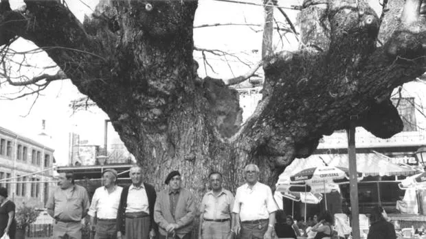 Varios vecinos de Miraflores, junto al olmo centenario de la localidad, en 1989
