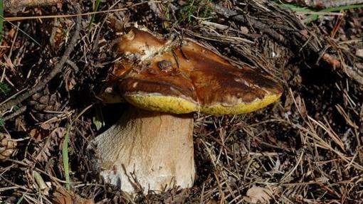 Boletus edulis