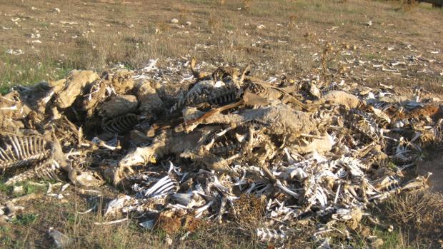 Imagen de cadáveres en la granja de Titaguas, en la que pastan ovejas y perros