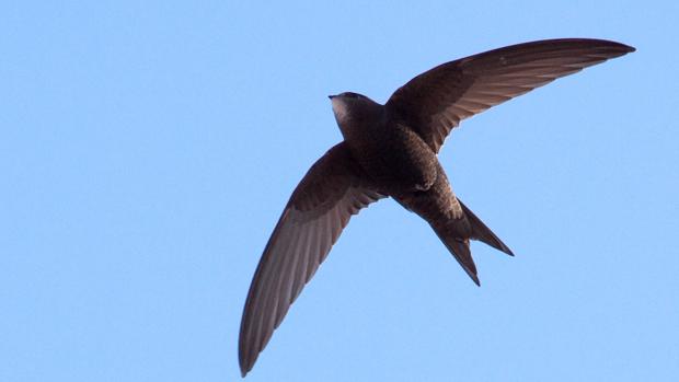 El vencejo es un ave protegida que pasa el invierno en África y anida en España