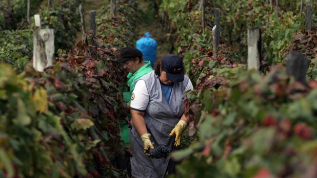 Se recogieron 59,65 kilos de uva frente a los 63,6 de la campaña de 2015