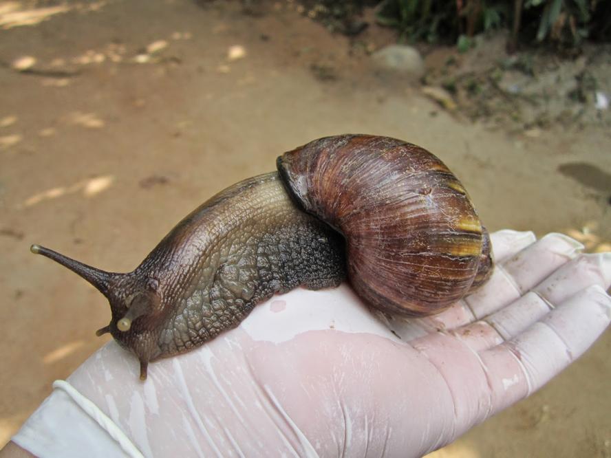 El devastador caracol gigante africano llega a Castilla-La Mancha