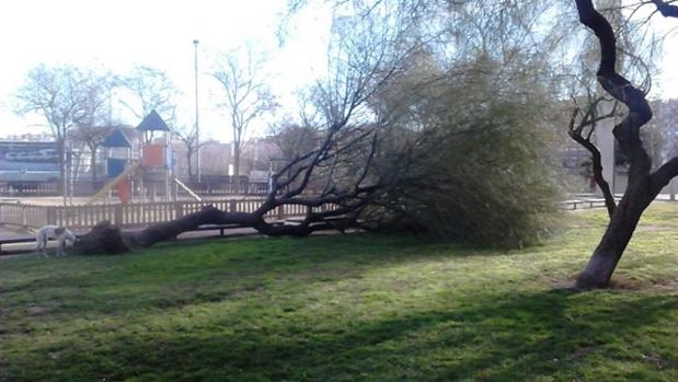 Un árbol caído en un parque de Barcelona