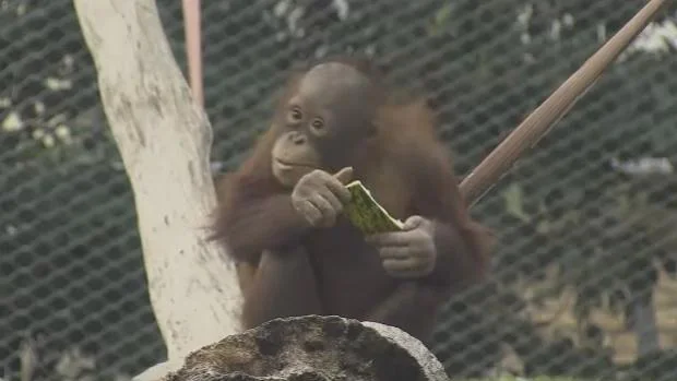 Una de las crías de orangutanes de Borneo que habitan el Zoo