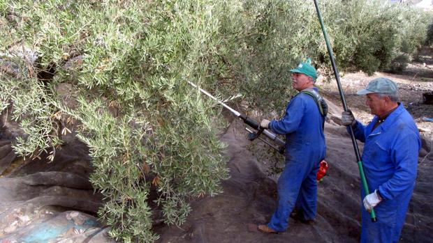 El relevo generacional es muy necesario en la agricultura regional