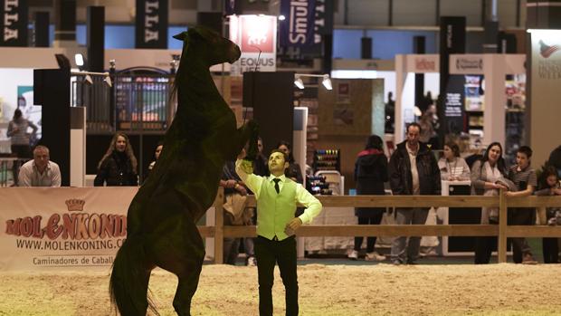 Madrid Horse Week: Ifema acoge la gran cita hípica del año