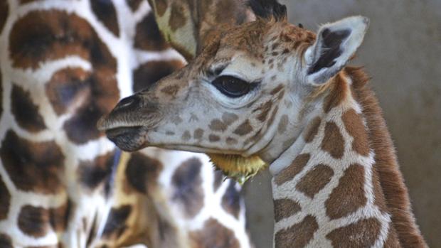 Imagen de la cría de jirafa recién nacida en Bioparc Valencia