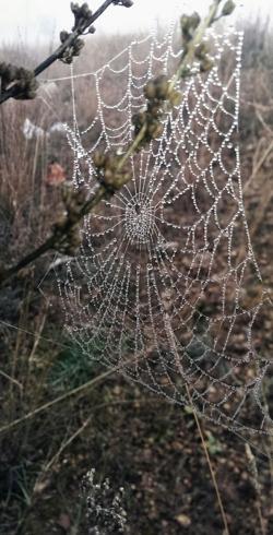 Gotas de H2O en tela de araña