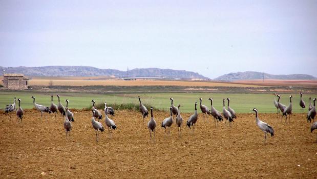 Grullas en las proximidades de la laguna de El Hito