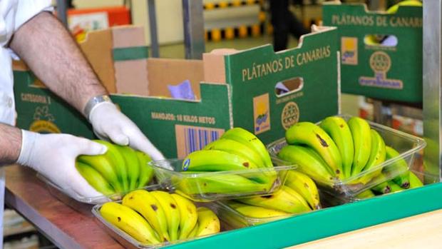 Un operario calibra producción de EurobananCanarias