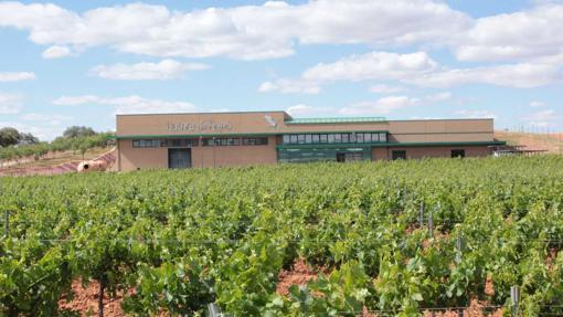 Viñedo y bodega de Quinta de Aves, en Campo de Calatrava