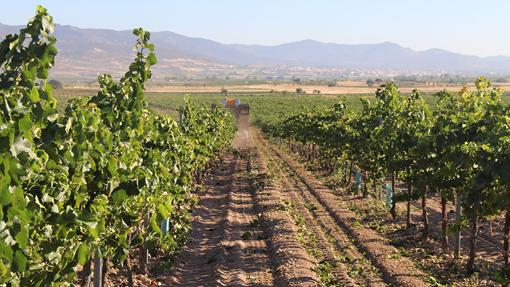 Viñedos de las bodegas Romero de Ávila Salcedo, en La Solana