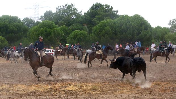 Tordesillas celebró el pasado septiembre la primera edición del torneo del Toro de la Peña en sustitución del Toro de la Vega