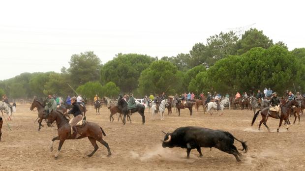 Tordesillas celebró este año la primera edición del «Toro de la Peña» tras la prohibición de dar muerte al morlaco