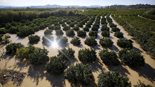 Imagen de un cultivo de Alberic afectado por el temporal