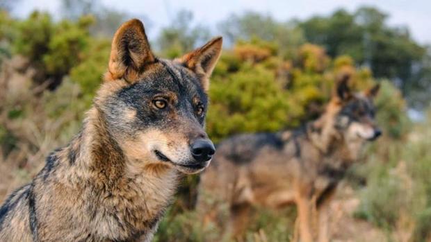 Varios lobos en la sierra