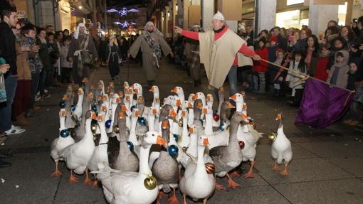 Miguelín acompañará con sus ocas a los Reyes Magos en Palencia