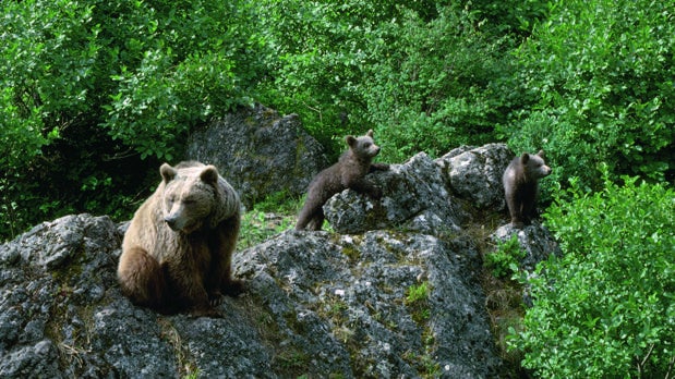 Un grupo de osos pardos