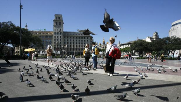 La plaza Cataluña está habitualmente plagada de palomas