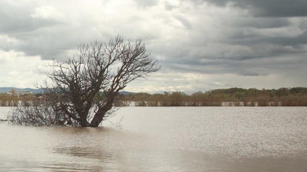 Campos inundados por el Ebro aguas arriba de Zaragoza capital
