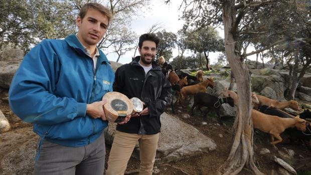 Isaac y César del Río posan para ABC con dos de los quesos premiados, junto a un rebaño de cabras