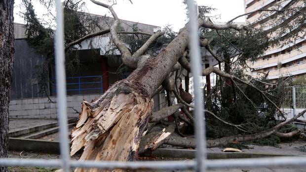 Un pino de grandes dimensiones cayó en la calle Bayona de Vigo