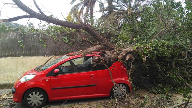 Imagen de un coche con un árbol caído por el viento en Alicante