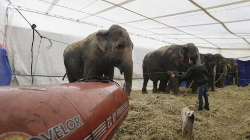 Los elefantes del circo Gottani en su carpa