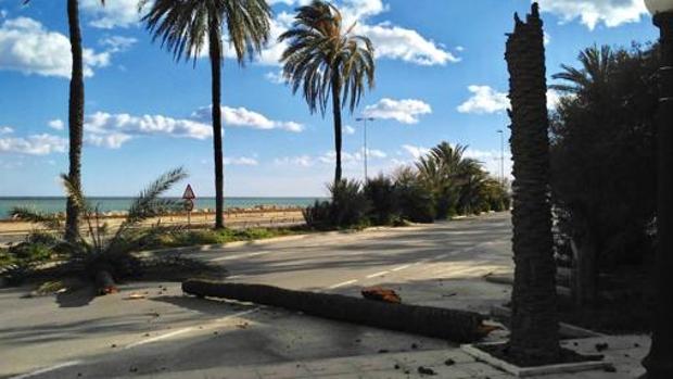 Imagen de una palmera partida por el viento en Alicante